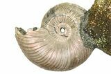 Iridescent Pyritized Ammonite (Quenstedticeras) Fossil Display #368834-1